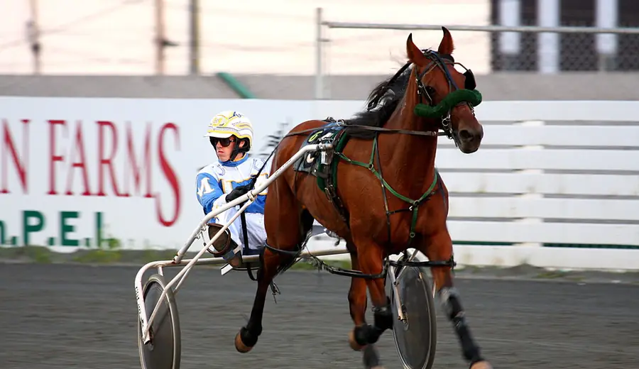 How Handicap Races Work in Horse Racing: Complete Guide
