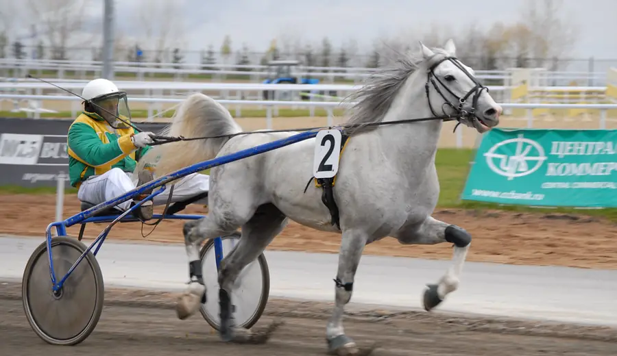 Race Integrity in Horse Racing: How to Spot Fixed Races